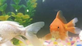 Fish slow motion movements