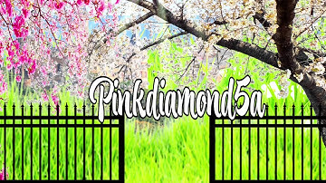 Intro for Pinkdiamond5a || Animal Jam [gift]