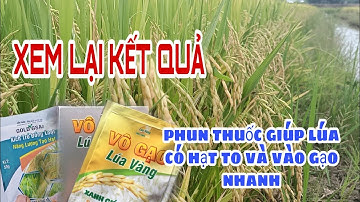 Xem lại kết quả phun thuốc giúp lúa to hạt và vào gạo nhanh GOLD GSA2 + VÔ GẠO LÚA VÀNG