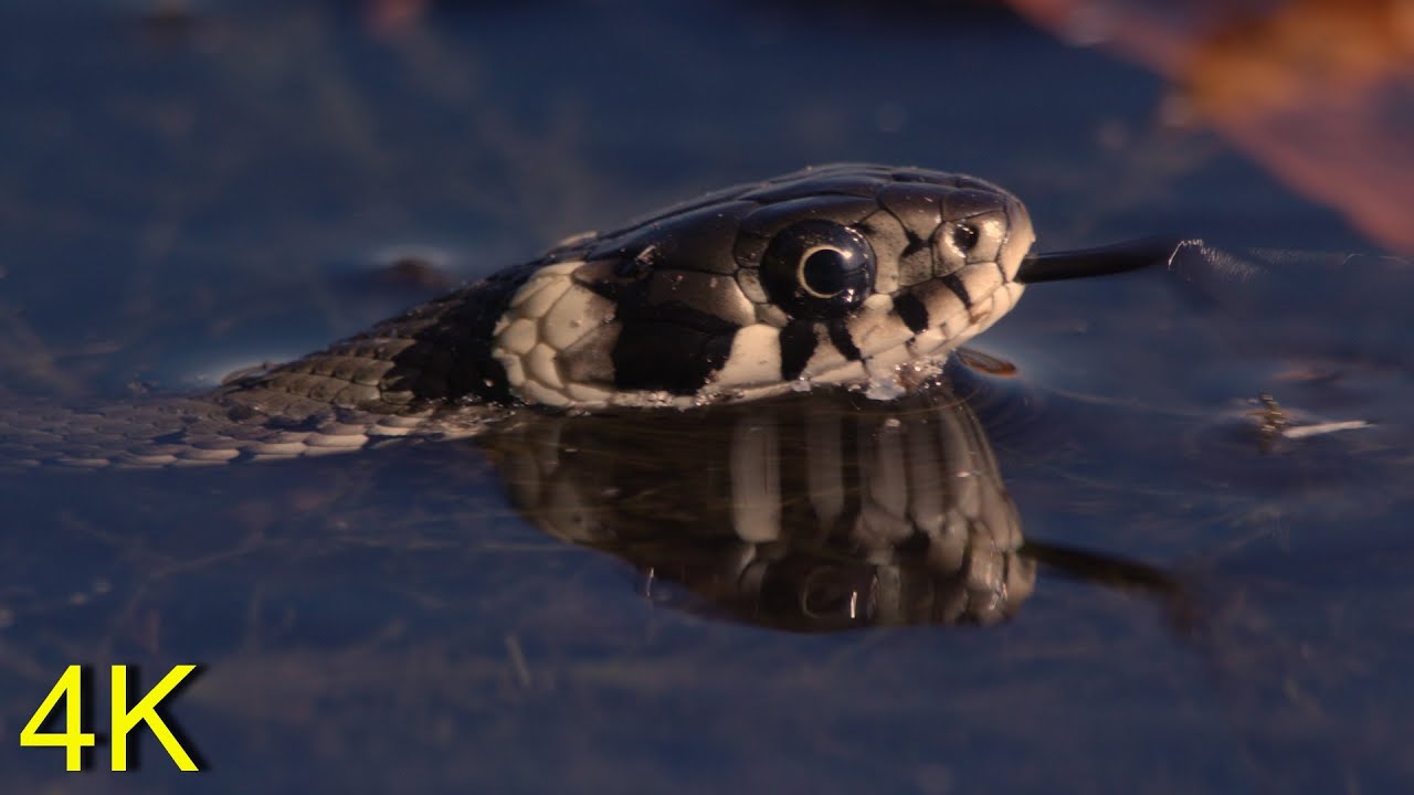 Grass Snake Playing Dead / Ringelnatter stellt sich tot 