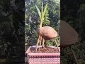 coconut tree Bonsai YouTube reels