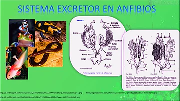 ¿Cuál es el órgano excretor de los anfibios?