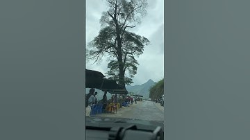 Cây cô đơn hà giang