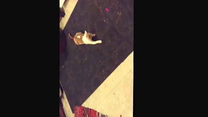 Crazy kitty and a laser light