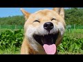 Funny and cute animals compilation V2