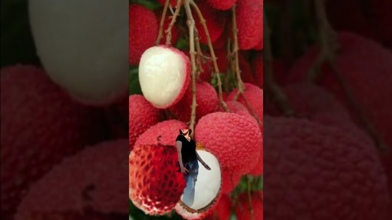 🌈🍈🍓Fresh Lychee YouTube