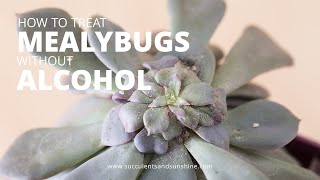 How to treat succulents for mealybugs and scale without using isopropyl alcohol