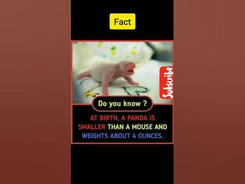 panda smaller than mouse 🤯. #facts #viral - YouTube