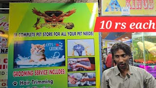king's fish world pet's hub hyderabad | cat's grooming in hyd | chimpanzee entertainment & more fun