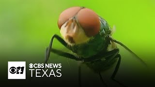 New World screwworm now 60 miles from US.-Mexico  border