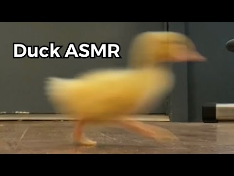 I Made The WORLD'S FASTEST DUCK!