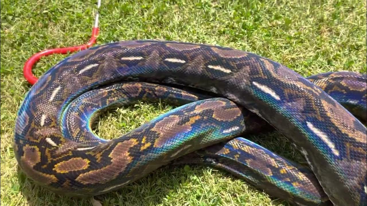 Wc adult male pure halmahera locality reticulated python - YouTube