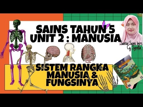 Sains Tahun 5 Unit 2 Manusia Sistem Rangka Manusia Fungsinya Youtube
