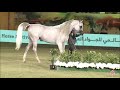 N.304 E.S. HARIR - 2020 PSAIAHF Al Khalediah Show - Stallions 7-9 Years Old (Class 11B)