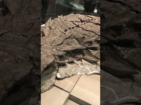 Video: ¿Se conservan restos fósiles?
