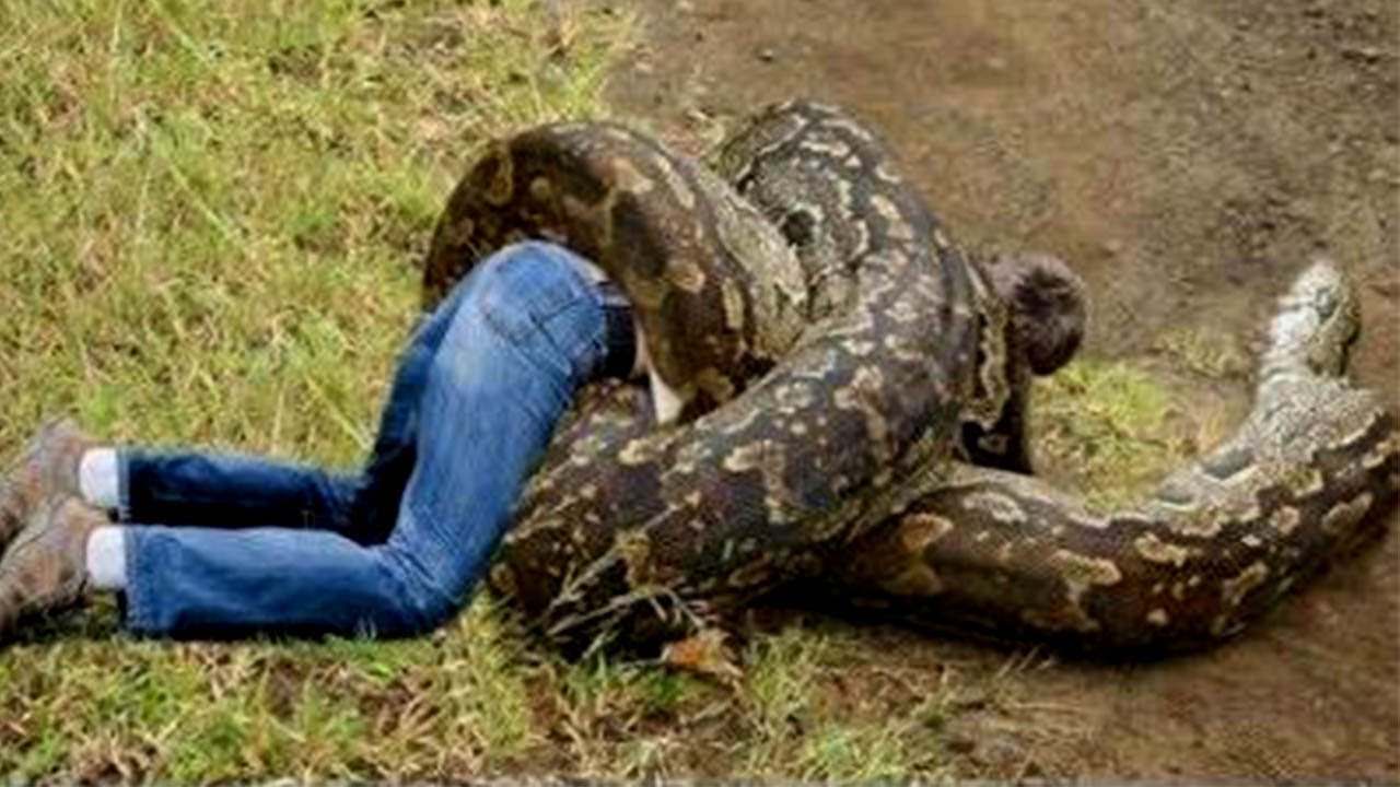 Python attacks Human - YouTube