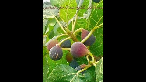 سورة التين للشيخ عبد الرحمن السديس