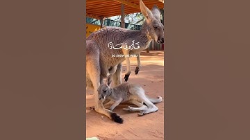 هذا خلق الله سورة لقمان~الآية11~القارئ #اسلام صبحي ~🎧🤍