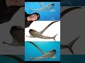 Capture de la vidéo Extinct Sharks You've Never Heard Of !!!