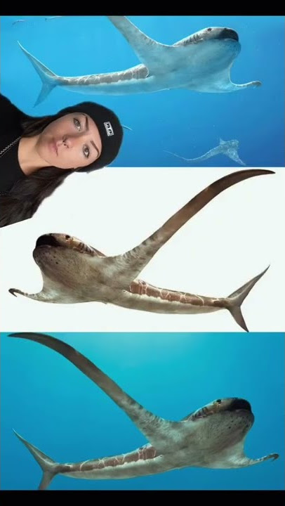 extinct sharks you’ve never heard of !!!
