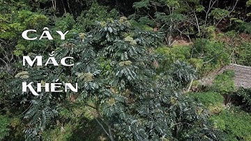 Dược liệu nhiệt đới | Mắc khén | Gia vị và thuốc chữa bệnh