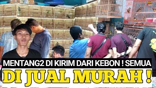 EDAN !!! MENTANG2 TURUNG LANGSUNG DARI KEBON SEMUA JENIS BURUNGNYA DI JUAL MURAH ! MRC KICAU