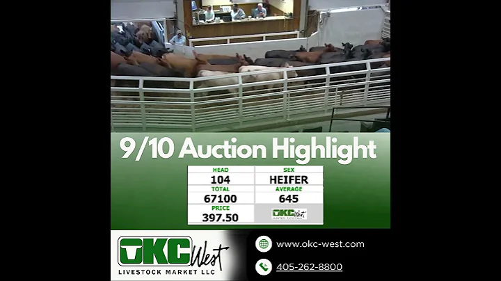 104 Head of 645lb Heifers sold at OKC West  #livestockhub #cattleauction #cattlemarket #cow