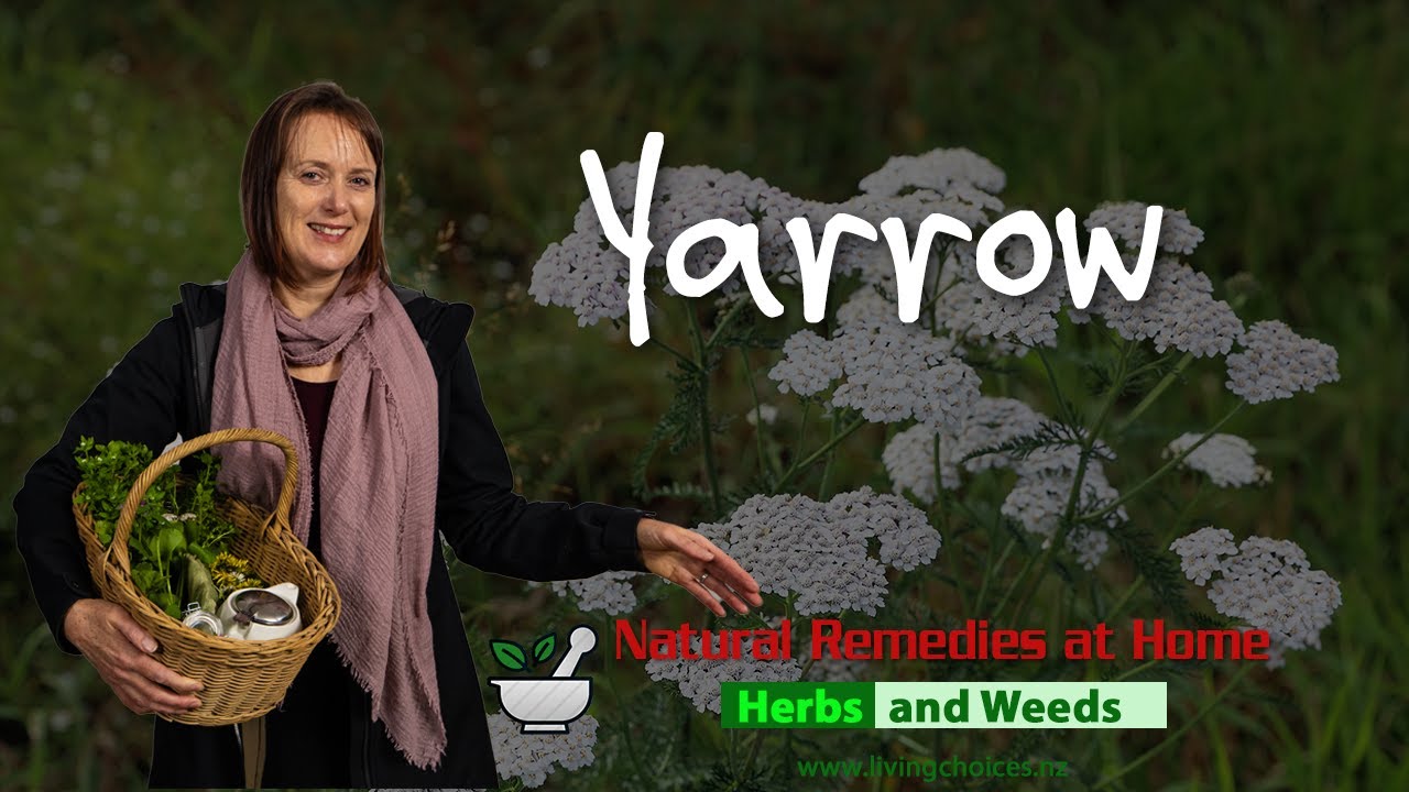 Yarrow