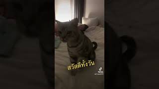 เจ้าเหมียวที่ต้องการทักทายกับคุณอยู่ตลอดเวลา ใครขอมือใคร???