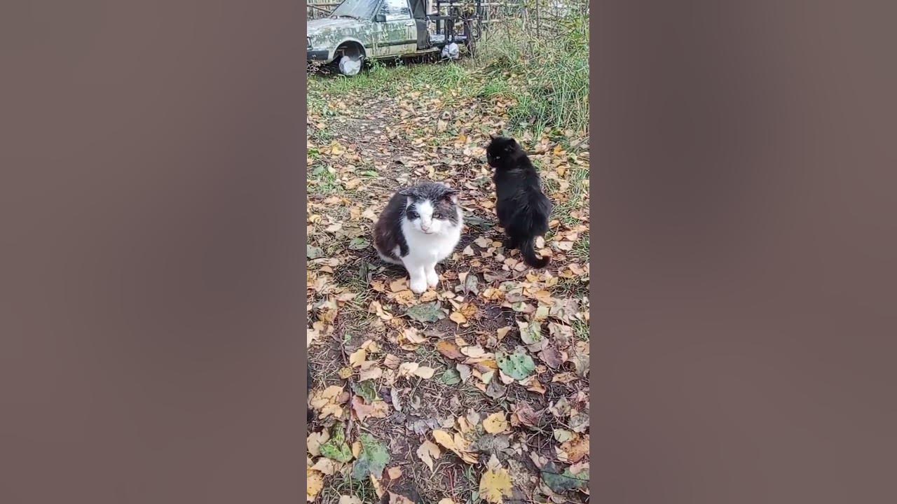 Кот Бандит. #animal #животные #кот - YouTube