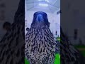 Black falcon in dubai uae fazza falcon