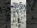 琵琶湖の港に大量のカワウ襲来 #琵琶湖 #バス釣り #カワウ