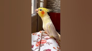 Thumbnail of Parrot Singing Song Soo Sweet Sound ✨ #shorts #parrot #short