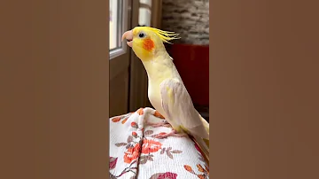 Parrot Singing Song Soo Sweet Sound ✨ #shorts #parrot #short