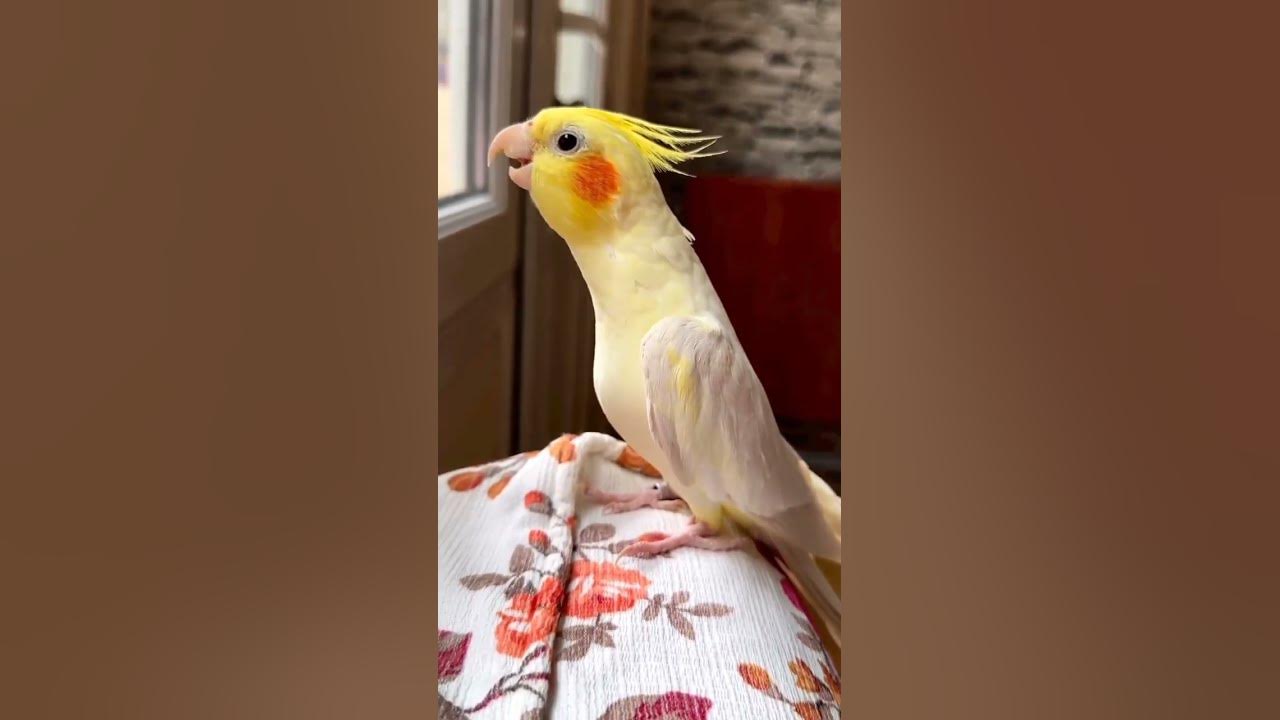 Parrot Singing Song Soo Sweet Sound ✨ #shorts #parrot #short