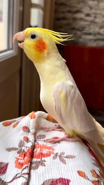 Parrot Singing Song Soo Sweet Sound ✨ #shorts #parrot #short