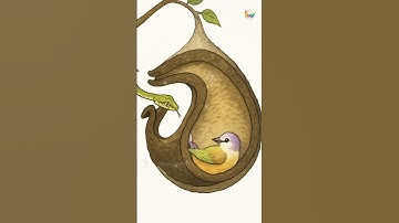 The Most Intelligent Bird in the World? Penduline Tit’s Nest Trick