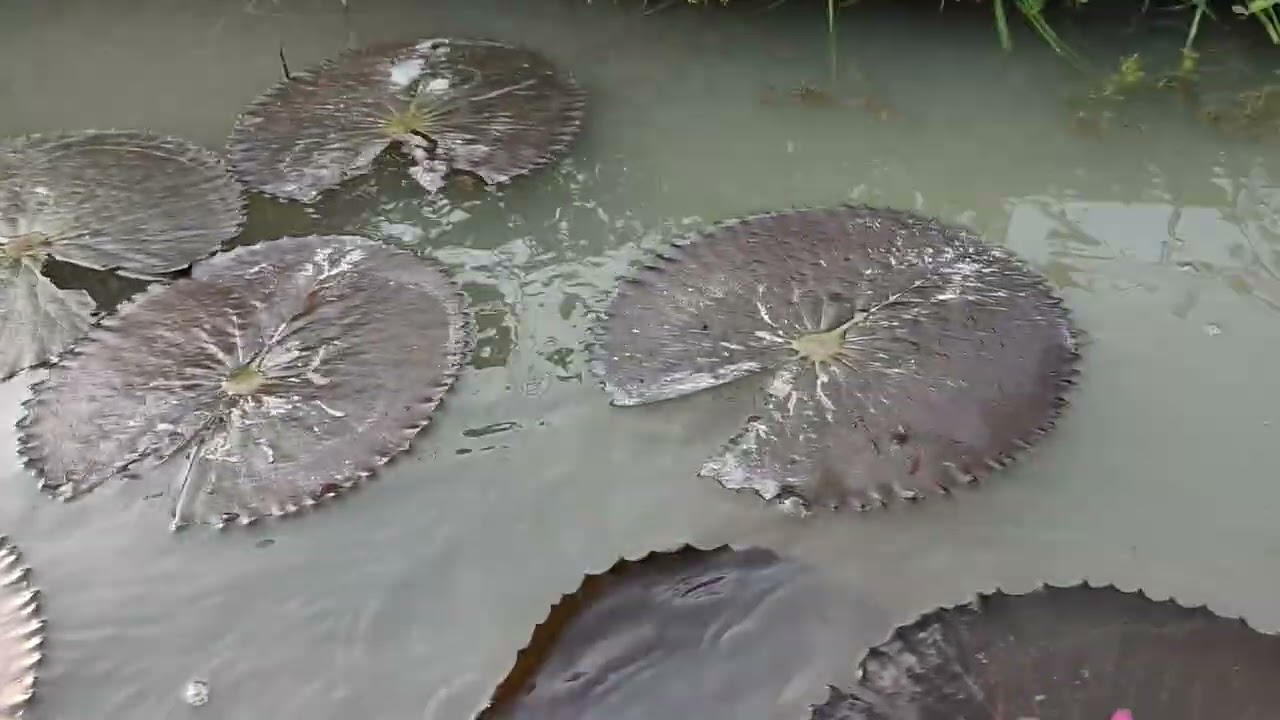 Sáng sớm nhổ bông súng rập sinh quật mỏ dài 