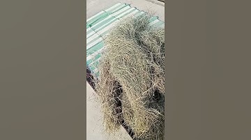 Nesting Material for Birds | nesting Material for java and finches @arpigeonbirds362