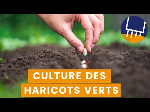 Vidéo: Planter des haricots verts - Comment prendre soin des haricots verts