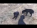 Dog Training - 'Down' command
