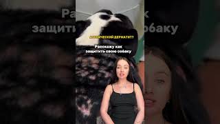 ✅Антигистаминные ✅Иммуномодуляторы✅Лечебные шампуни, У нас такой Арт. Wb 165756635 с хлоргексидином