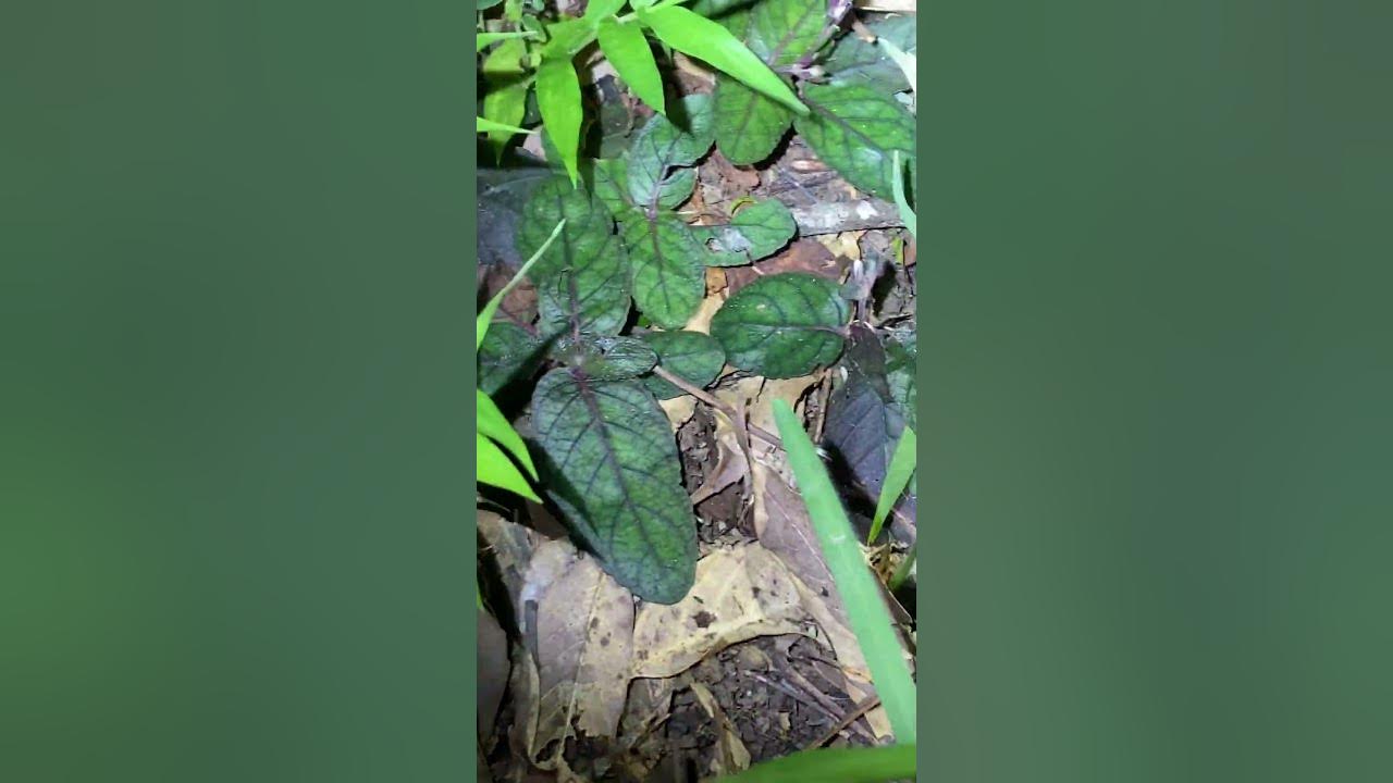 サキシマスベトカゲ YouTube