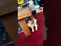 【ネコ】パチン！てなりそうで怖い #ねこのいる暮らし #ペット #cat