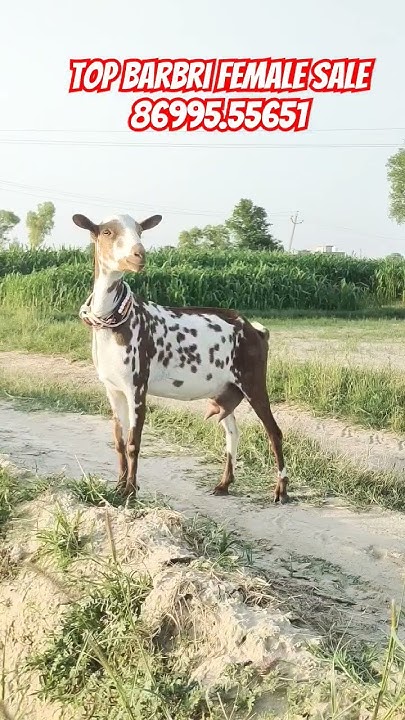 8-dand-barbri-female-sale-rate-11000-1month-gabbn-mobile-8699555651