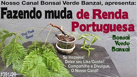 Como fazer uma muda de renda portuguesa?