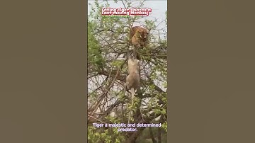🐯Tiger falls from a tree chasing a Monkey🐒#youtube #tiger #monkey #ytshorts #shorts