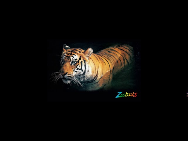 Tiger Poster - YouTube