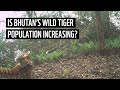 Bhutans tiger population continues to increase  wwfs tigers alive initiative