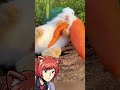 Bunny Eating Veggies